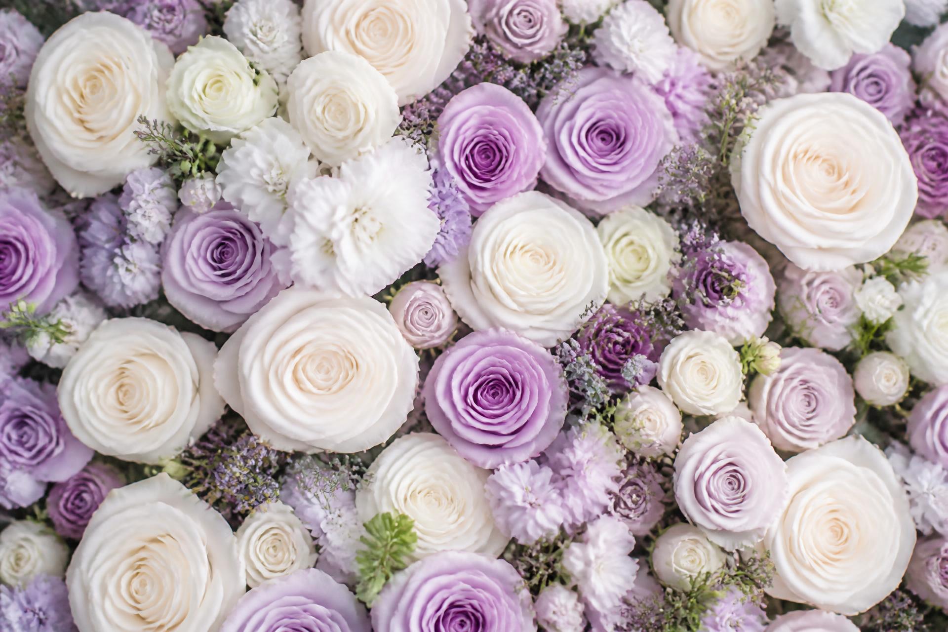 White and purple roses